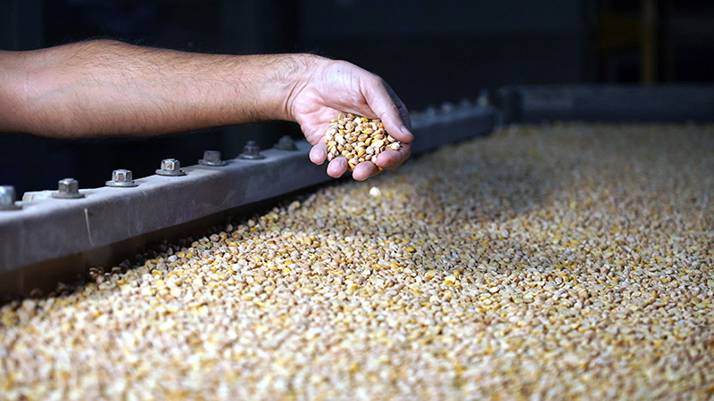 Campo productivo